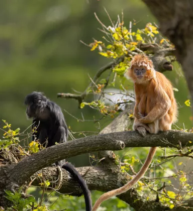Langurs de java