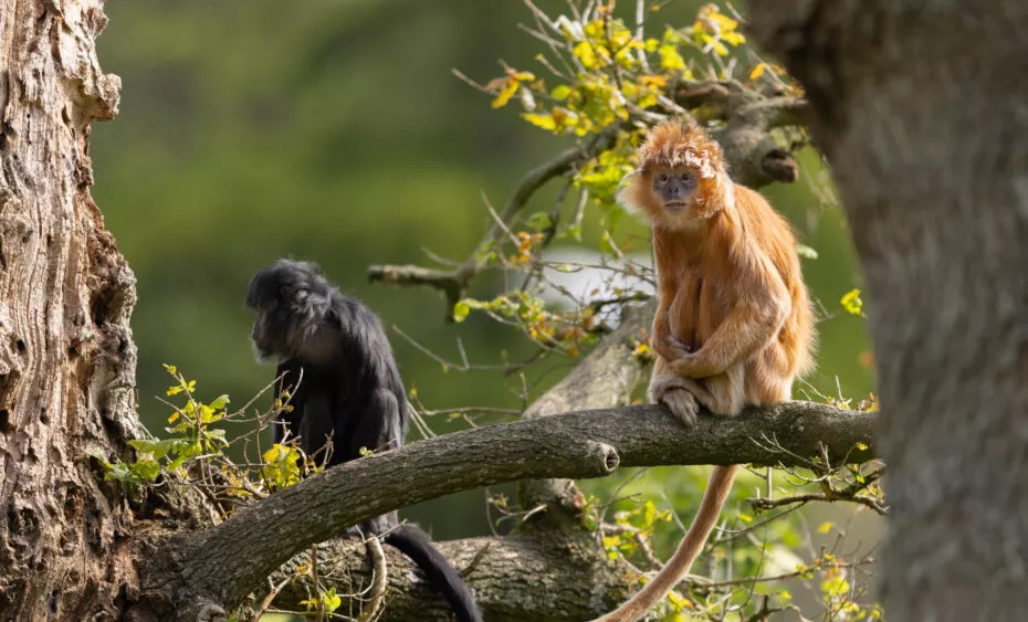 Langurs de java