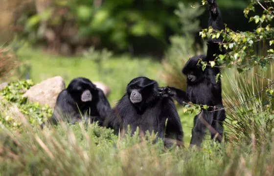 Gibbons siamangs