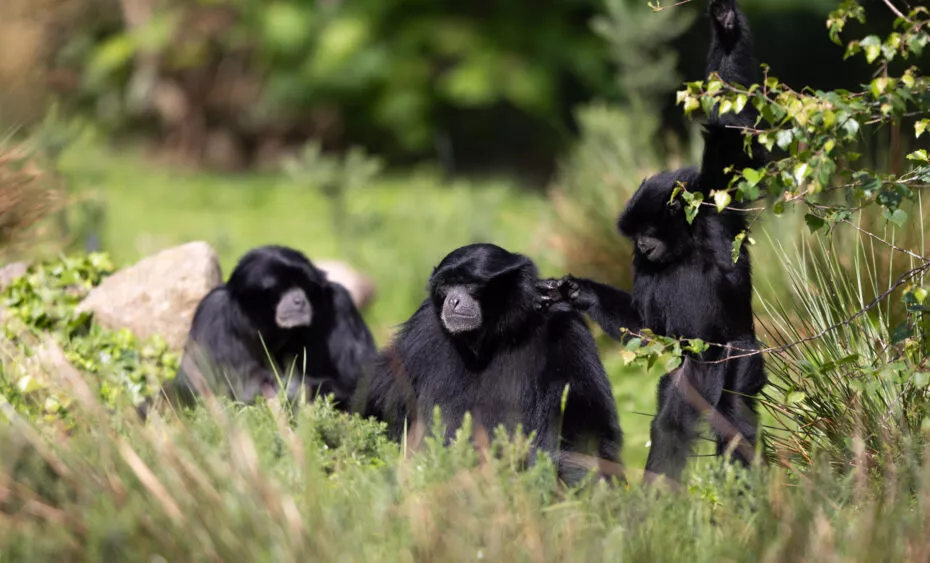 Gibbons siamangs