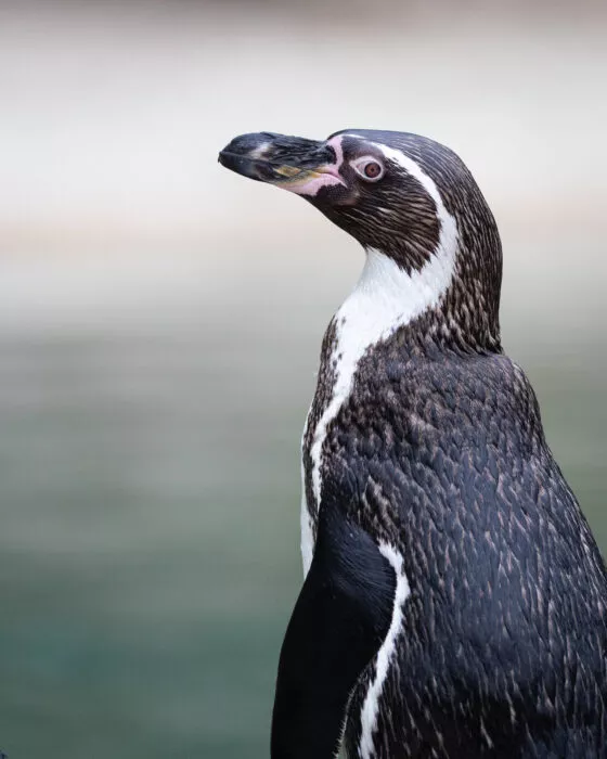 manchots de humboldt 2