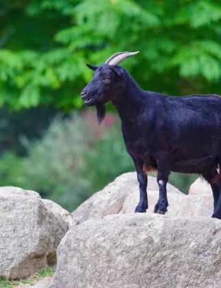 chevres adulte mini ferme