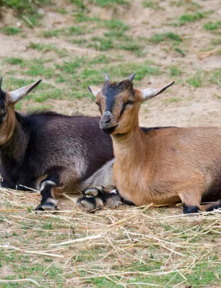 chevres mini ferme