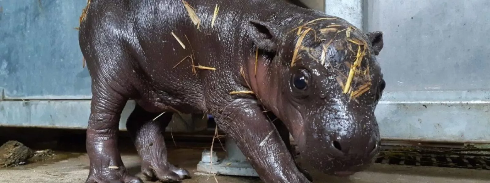 Moyamba hippo pygmée