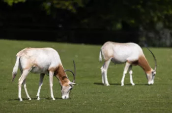 Oryx algazelle