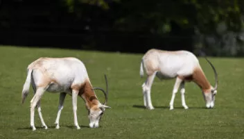 Oryx algazelle