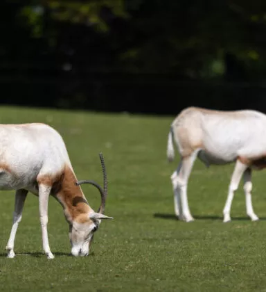 Oryx algazelle