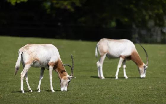 Oryx algazelle