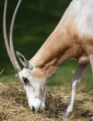 Oryx algazelle