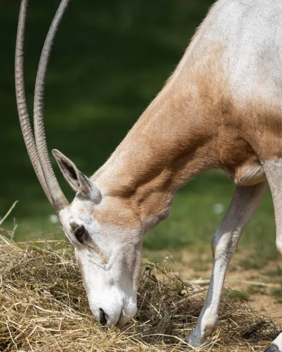 Oryx algazelle