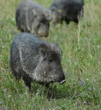 Pécari du chaco vue 2