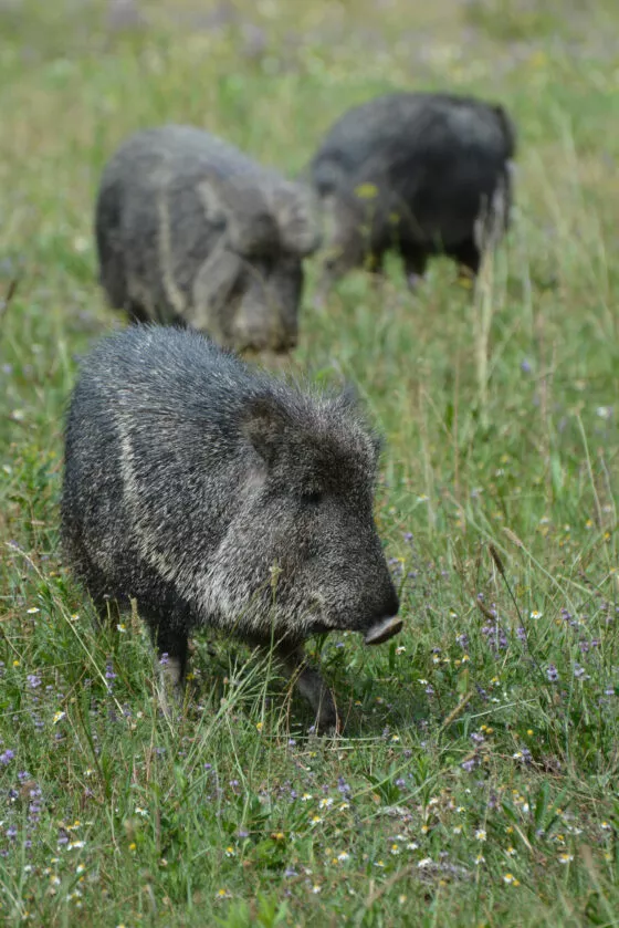 Pécari du chaco vue 2