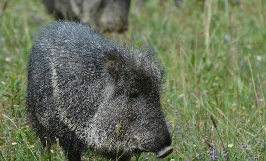 Pécari du chaco vue 2