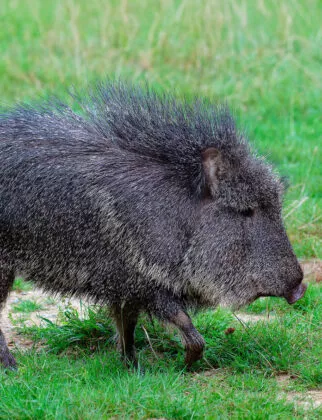 Pecari du chaco vue 2