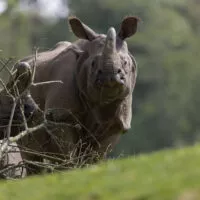 rhinoceros indien