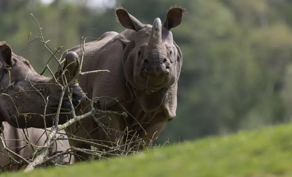 rhinoceros indien