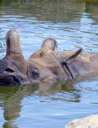 Rhinoceros indien - eau