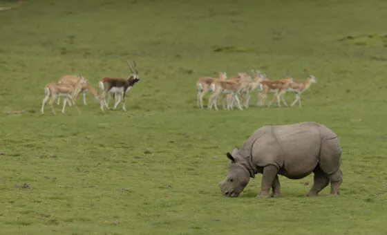 Vallée indienne zone multi espece