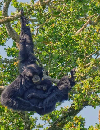 Gibbons siamang dans les arbres