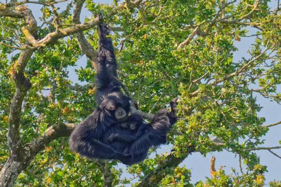 Gibbons siamang dans les arbres