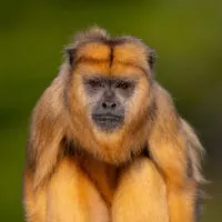 Singe hurleur de face