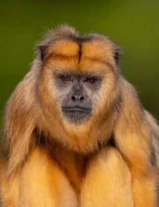 Singe hurleur de face