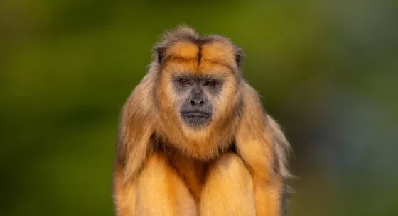 Singe hurleur de face