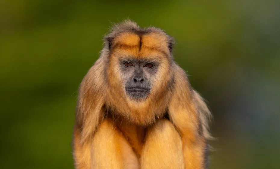 Singe hurleur de face