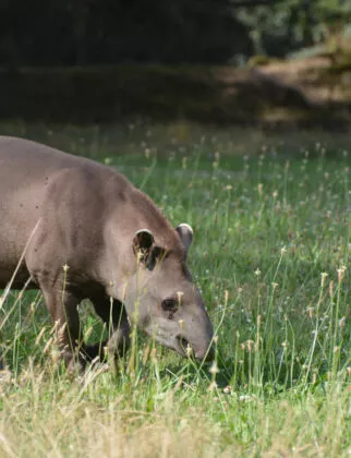 Tapir