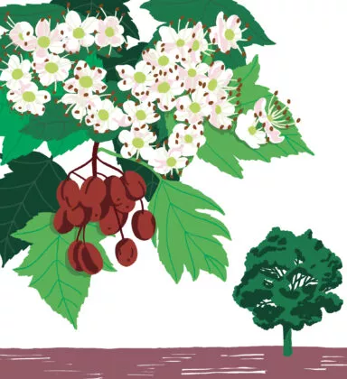 Alisier torminal végétal