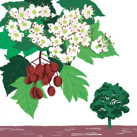 Alisier torminal végétal