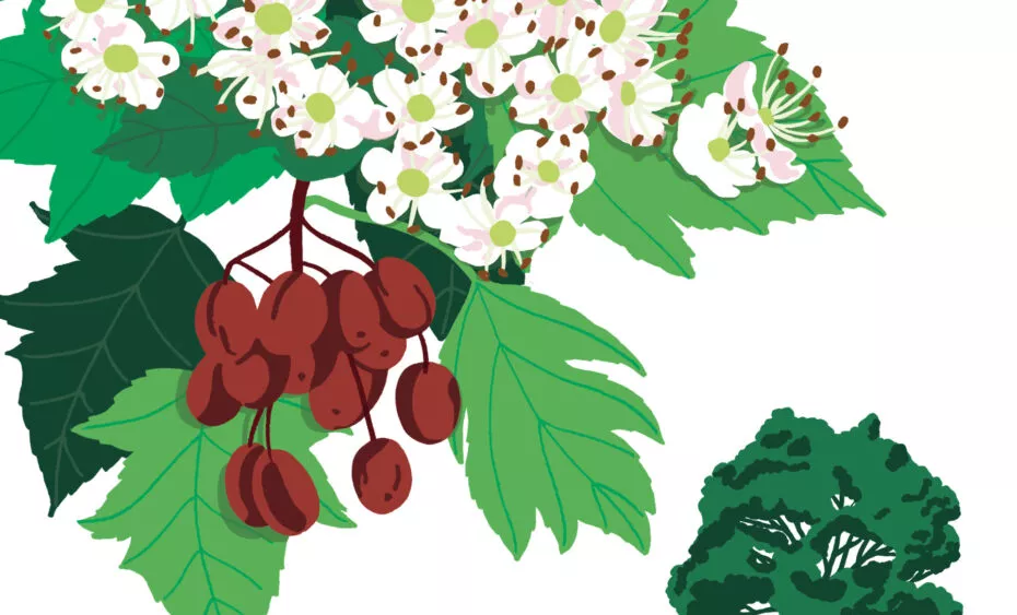 Alisier torminal végétal