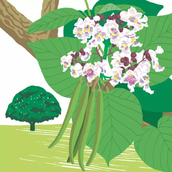 L'arbre aux haricots