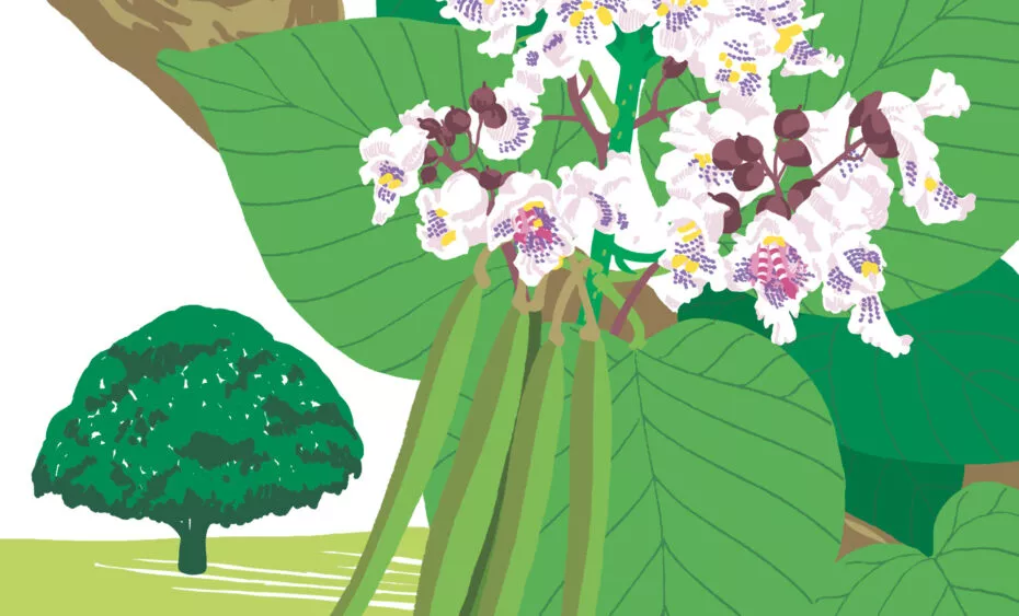 L'arbre aux haricots