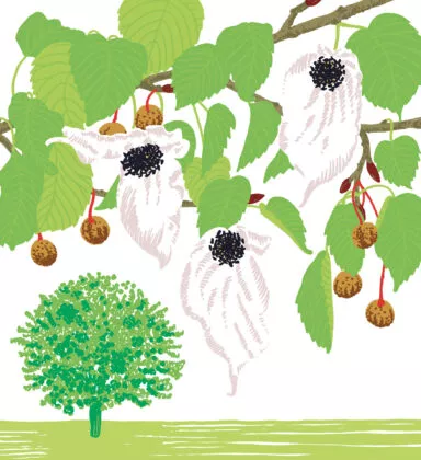 Arbre aux mouchoirs - vegetal