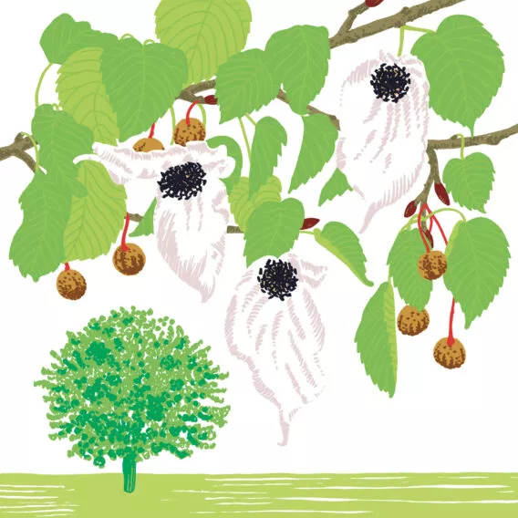 Arbre aux mouchoirs - vegetal