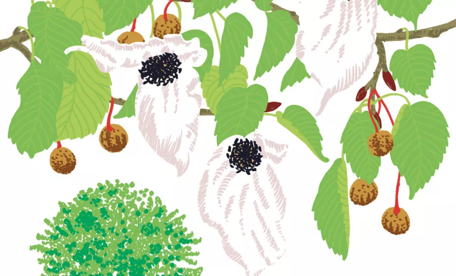 Arbre aux mouchoirs - vegetal