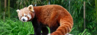 Panda roux F Feranti