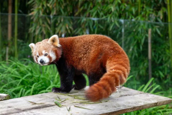 Panda roux F Feranti