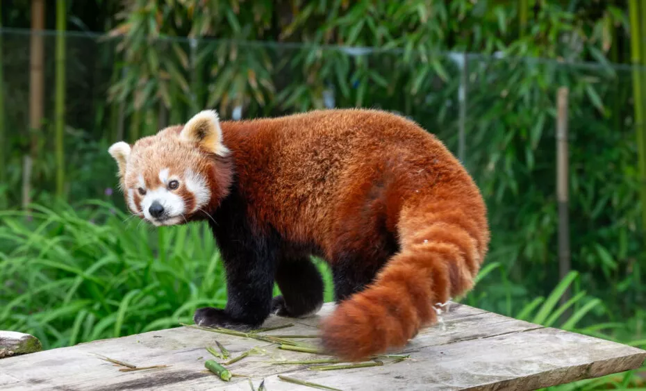 Panda roux F Feranti