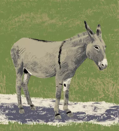 ane commun illustration