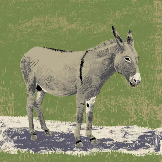 ane commun illustration