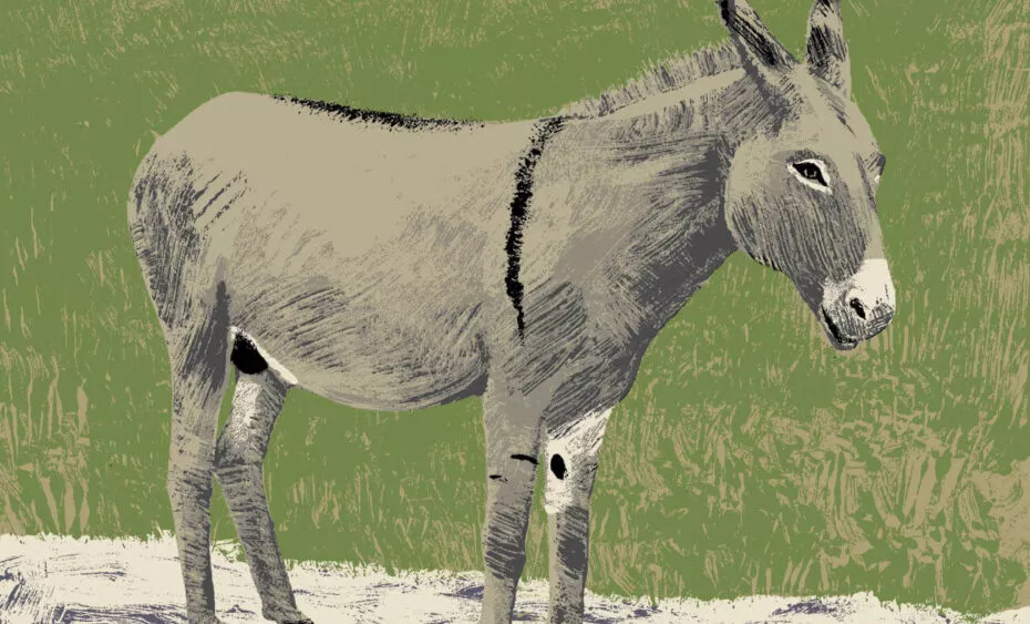 ane commun illustration