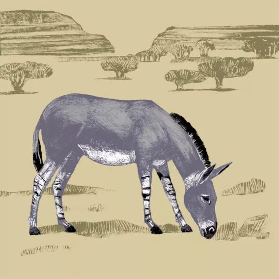 ane de somalie illustration