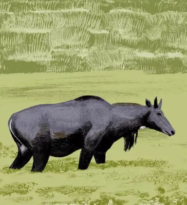 illustration inlgault