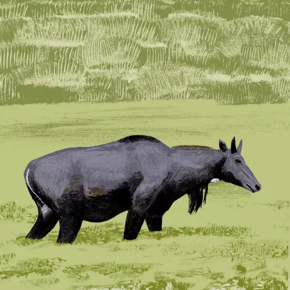 illustration inlgault