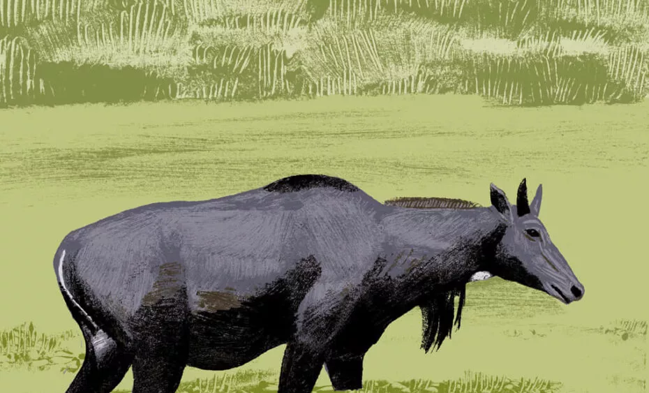 illustration inlgault