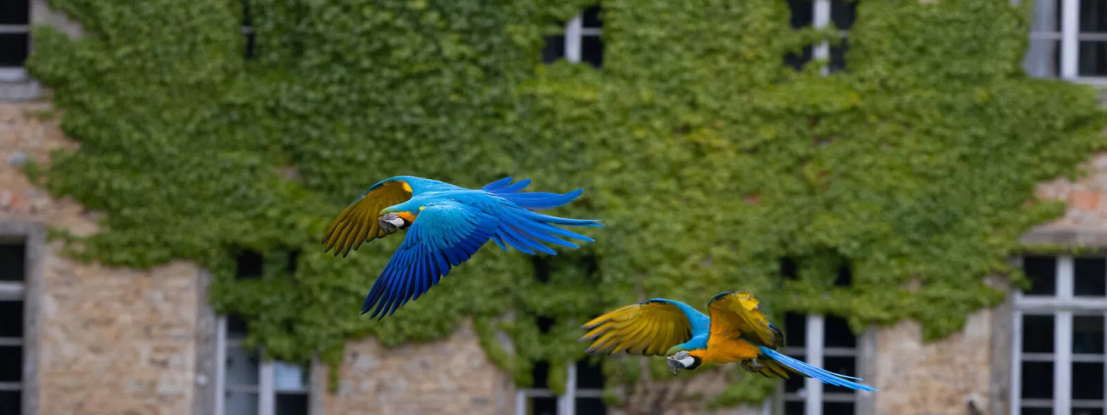 rendez vous des oiseaux de branfere