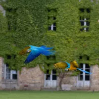 rendez vous des oiseaux de branfere