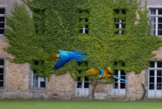 rendez vous des oiseaux de branfere